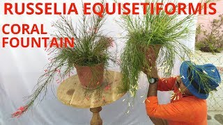 How to grow Russelia equisetiformis [upl. by Stalker]