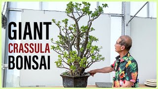 GIANT Crassula Bonsai Beware Dramatic Pruning [upl. by Howes]