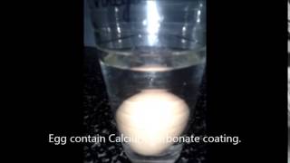 Egg Osmosis [upl. by Eastlake]