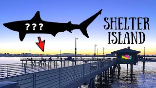 Shelter Island Pier Fishing BIG SHARK Jerk Squad Meetup 10 Update [upl. by Hsinam228]