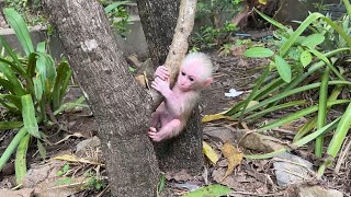 Brave ChiChi Fast Improvement To Learn Climbing On Tree By Herself [upl. by Atekehs]