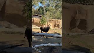 Bontebok San Diego Zoo africa safari africananimals4k wildlife nature animals [upl. by Magen203]