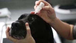 how to give eye drops to a dog  Vet Advice [upl. by Capps430]