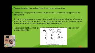 Structure reproduction and life history of PucciniaII [upl. by Onirotciv]