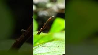 Are Leeches Harmful To Humans [upl. by Anneliese129]