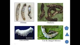 Diseases of Mulberry Silkworm [upl. by Sirromal]