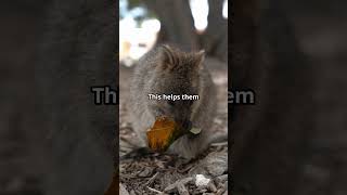 5 Fun Facts About Quokkas [upl. by Notyal]