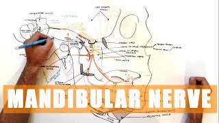 Trigeminal nerve Anatomy  The Mandibular nerve [upl. by Rolat]