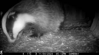 4th November 2024 Badger Sophie digging [upl. by Alohcin]