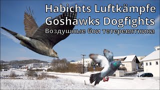 Winter flight of pigeons and violent hawk attacks Pigeons play with the bird of prey 😜 [upl. by Ambert]