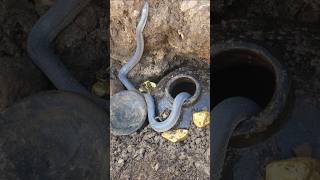 We Found a Huge Treasure In a Rock With a Metal Detector shortsvideo treasuredetector [upl. by Cath577]