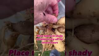 Saving Dahlia Tubers in Under 60 Seconds dahlia [upl. by Corrinne411]