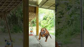 Run away from the tiger 🤣🤣vfx funny tiger shorts video [upl. by Anahc]