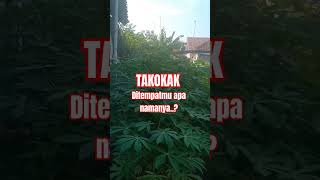 TAKOKAK Solanum torvum foryou [upl. by Hammel]