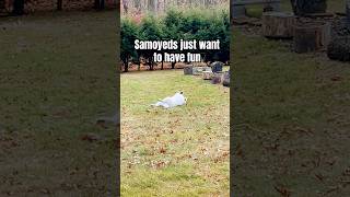 Samoyeds  fun dog samoyed cute fun pets funny short fyp [upl. by Ejrog]