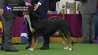 Greater Swiss Mountain Dogs  Breed Judging 2019 [upl. by Aicinad]