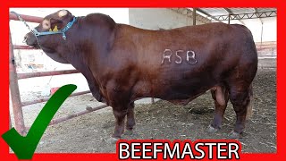 🔴 Raza BEEFMASTER Rancho 5 Becerras  De Lo BUENO lo MEJOR ✅ ganaderia bovina [upl. by Niar]