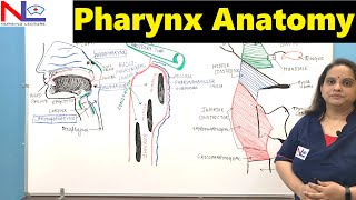 Pharynx Anatomy  Nasopharynx Oropharynx amp Laryngopharynx  GI Tract  Digestive system [upl. by Buckler28]