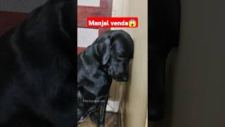 ஏன் பாப்பா இப்படி பண்ற😱 labradorlovers cuteanimals youtubeshorts funnyanimals labrador shorts [upl. by Ugo21]