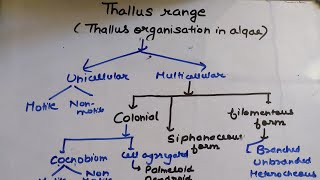 Thallus organization in algae msc [upl. by Adil]