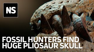 Pliosaur discovery on Jurassic Coast is very likely a new species [upl. by Drofiar]