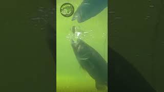 Giant Bass Eats My Whopper Plopper 👊🎣shorts [upl. by Yttam]