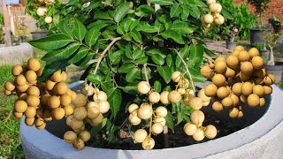 Growing longan from seeding to harvest  Simple  No need for a garden [upl. by Eneladgam760]