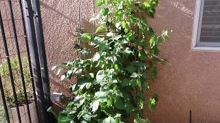 How to grow Ground Cherry 《Golden Berry》This is a great addition to any garden [upl. by Milewski349]