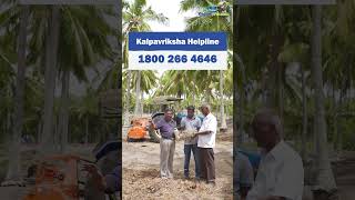 Mulcher machine avoids usage of chemical weedicides in coconut farm [upl. by Goldner201]