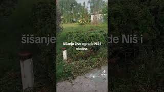 Šišanje žive ograde Niš I okolina [upl. by Georgette]