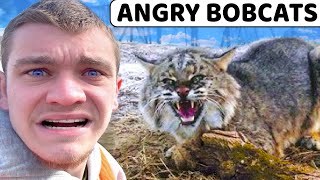 I Trapped ANGRY Overpopulated Bobcats [upl. by Berga]