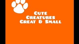 Cute Creatures Great And Small [upl. by Kial470]