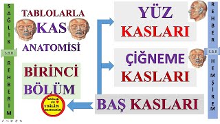 1Kas Anatomisi  Baş Kasları  Çiğneme Kasları  Yüz Kasları M orbicularis oris M Buccinator 1 [upl. by Islehc]