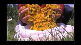 How We Grow Our Organic Arnica [upl. by Aierbma]