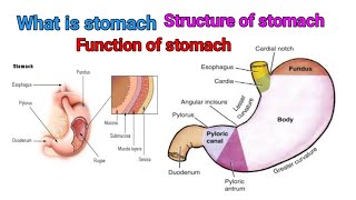 Stomach what is Stomach structure of stomach function of stomach anatomy medical knowledge [upl. by Wales]