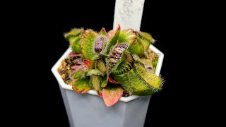 Cephalotus  Growing Cephs in 100 Degree Weather Not Impossible [upl. by Nosloc]