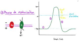 Lélectrochimie du neurone [upl. by Ahseyi]