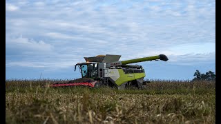 CLAAS LEXION 7700  760 Trebbiatura 2024 [upl. by Gallager518]