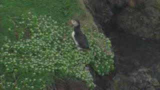 Puffin falls off cliff Lundy Island [upl. by Jerrilee]