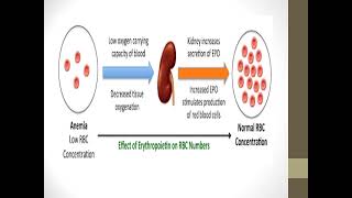 erythrocytosis [upl. by Ahsinel]