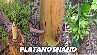 Poda y Capado de planta de Platano para tener cosecha en plantas enanas [upl. by Nnaeiram]