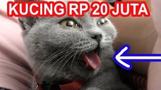 UNBOXING KUCING LUCU SEHARGA MOTOR BARU [upl. by Krystle]