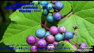 توت خزفي porcelain berry الاسم العلمي  Ampelopsis glandulosa العائلة  Vitaceae [upl. by Pump]