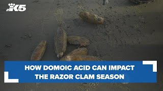 Domoic acid How the toxin can impact Washingtons razor clam season [upl. by Novel]