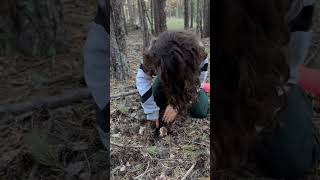 Luca experto en micología Un crack cogiendo boletus 👏🏼👏🏼 boletusedulis mushroom boletus [upl. by Ruthann]