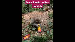 Monkey comedy😆😆😆🌹 monkeyfunny bandar bandarmama bandarlampung monkeymonkeyvideos monkeybaby [upl. by Ebarta894]