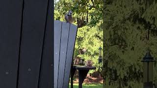 Bluejay Waits Patiently birds chipmunk backyardwildlife [upl. by Draillih558]