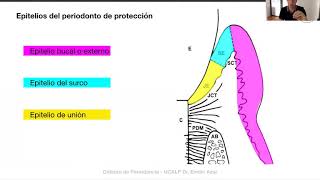 2 Biologia tejidos periodontales periodonto de proteccion Dr Azar 2020 [upl. by Juley619]