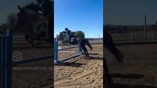 Elite Holsteiner Horse Jumping [upl. by Lithea50]