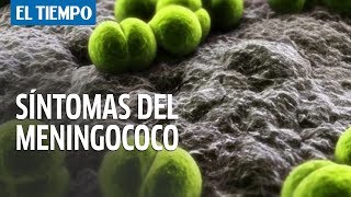 ¿Qué es el meningococo y cuáles son sus síntomas I EL TIEMPO [upl. by Reg]